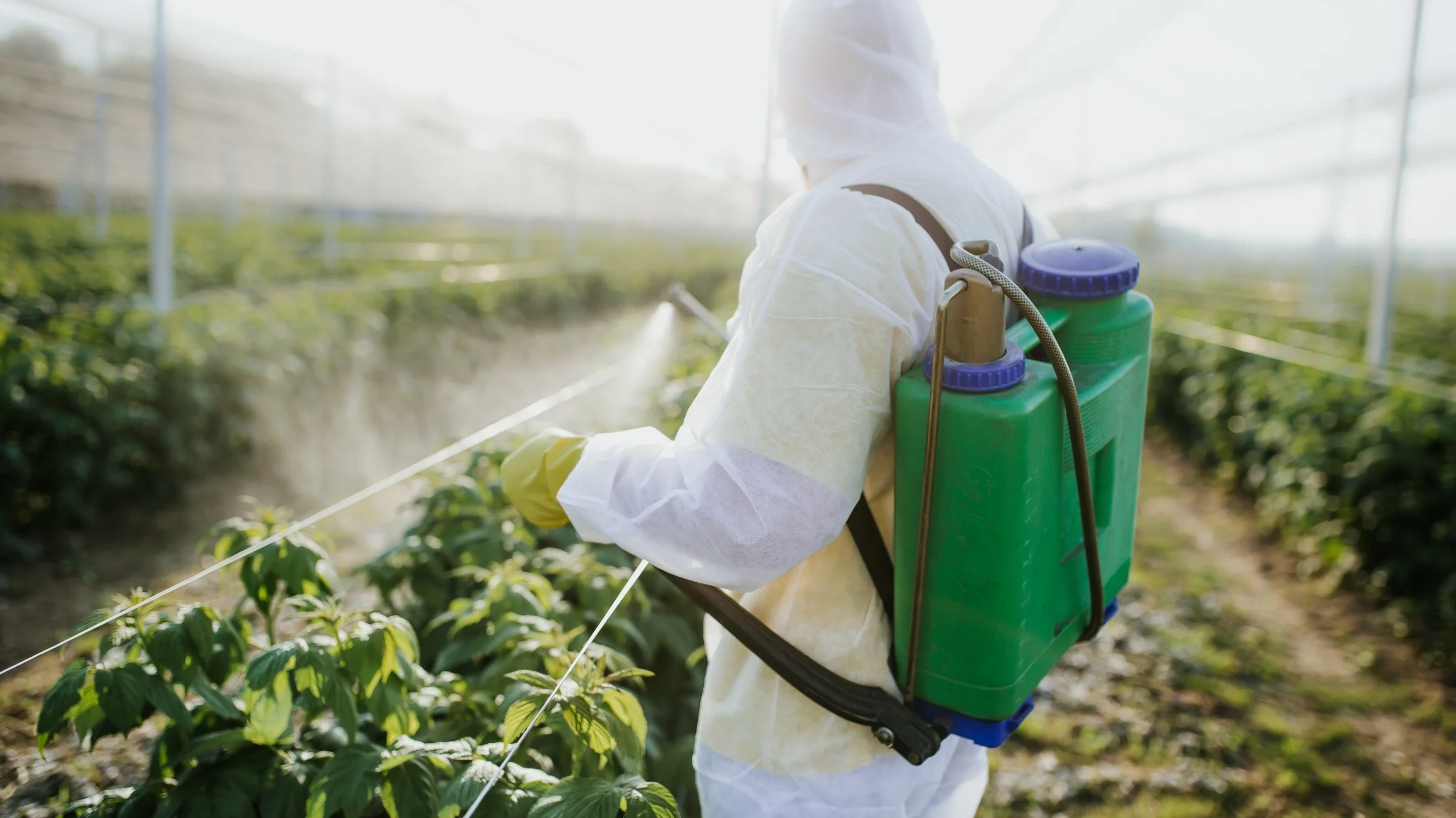 Person in protective white body suit spraying crops with herbicide from a green and blue container on their back.
