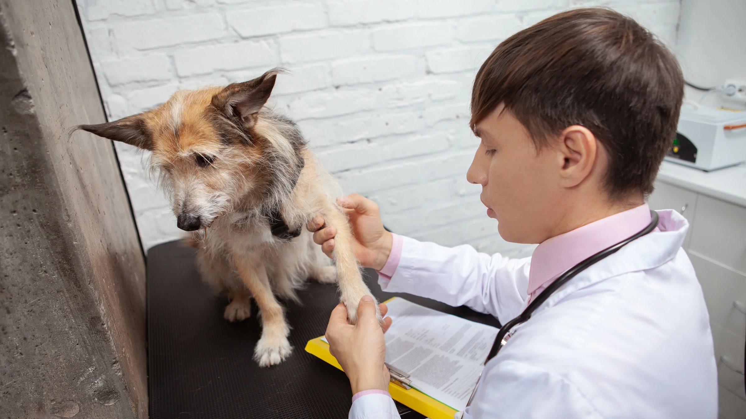 A vet examining a dog's paw.