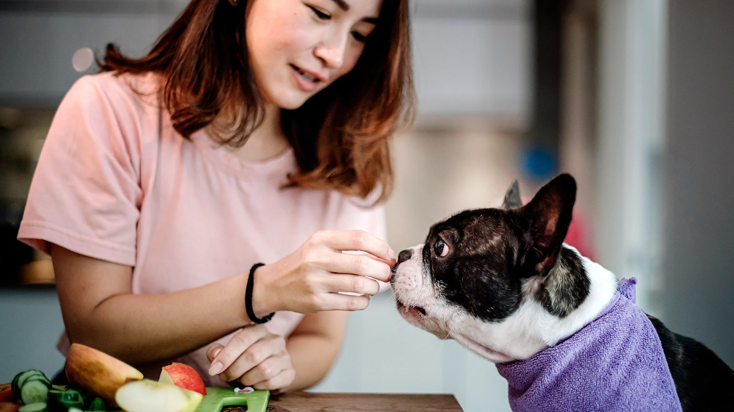 Woman feeding a French bulldog apple slices.
