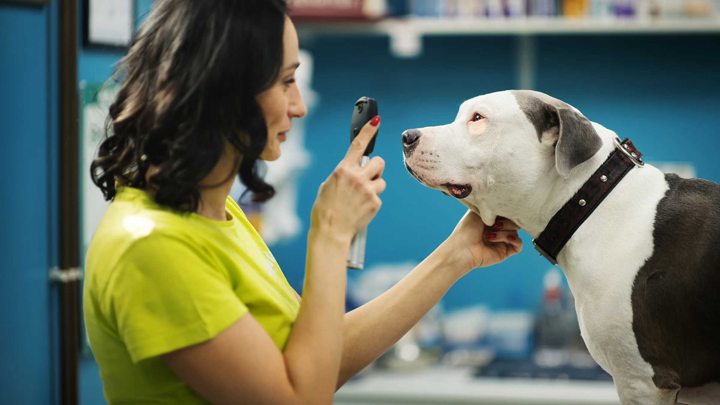 A dog is examined by a veterinarian.