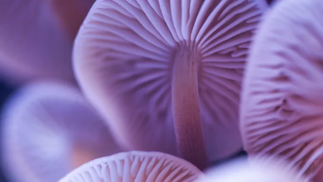 Health: Supplements and herbs: closeup mushroom caps 1294144702