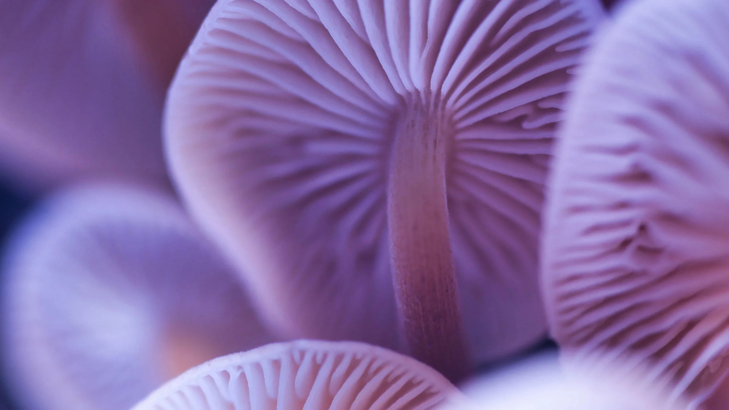 White mushroom caps are shown.