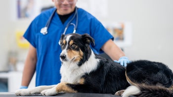Pets: dog on exam table at vet 1873560073