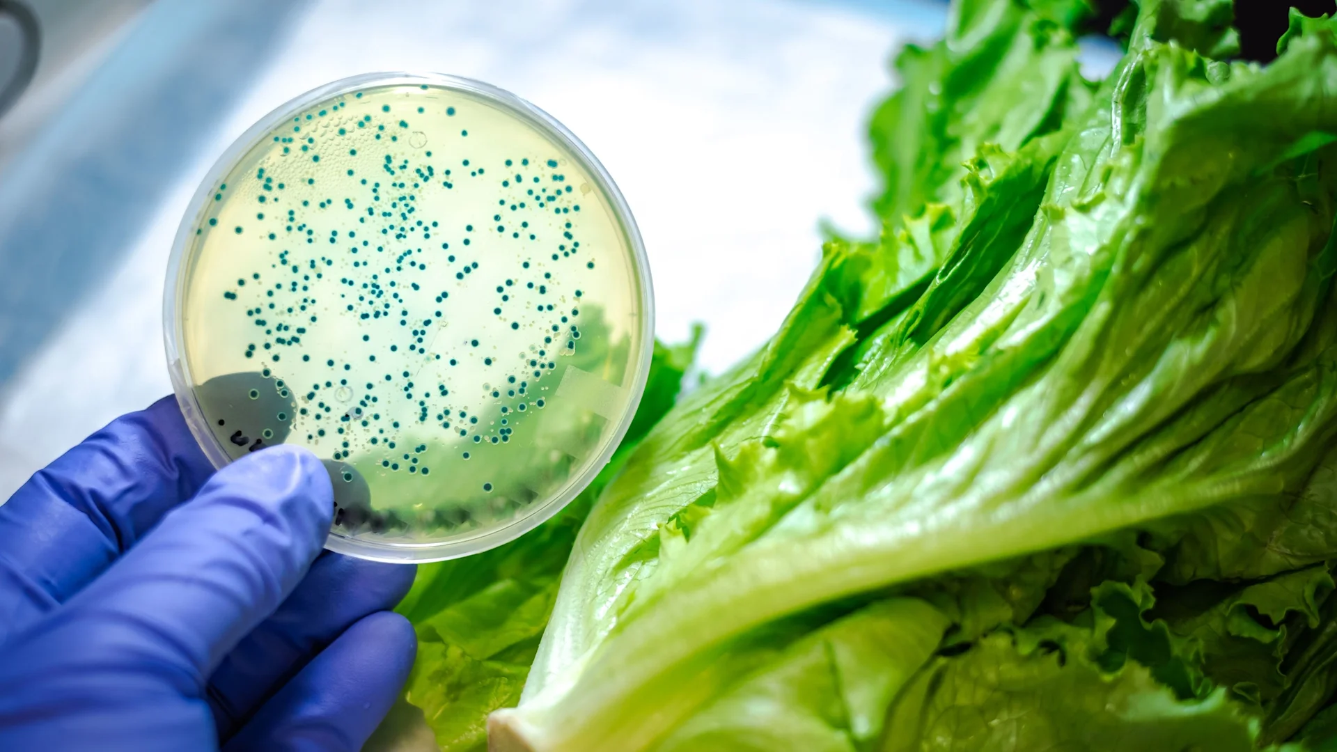 What Is E. Coli? Key Facts to Know About Food Poisoning and Beyond - GoodRx