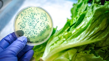 Food poisoning: close up ecoli bacteria petri dish and lettuce -1190512185