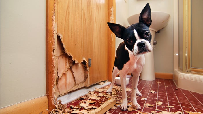 Boston terrier stands in the bathroom after chewing on the door.