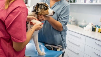 dog: examining dogs paw 1430067413