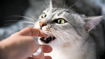 cat: cat biting finger 1023513360