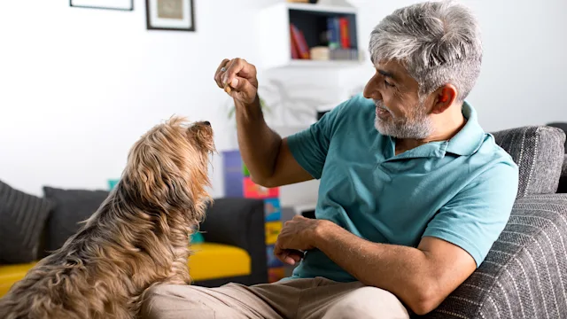 Dog: man feeding dog treat 1334126411