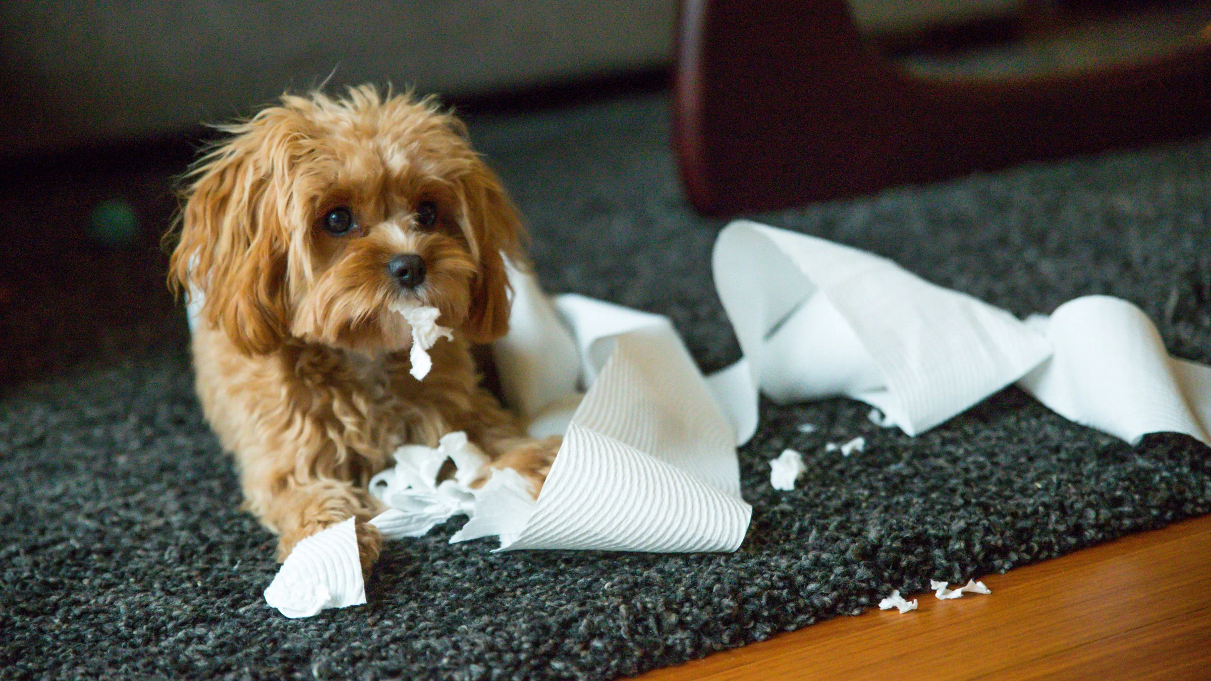 A dog eating toilet paper.