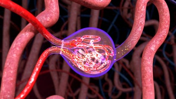 loop-diuretics: kidney dephron diagram 544579338