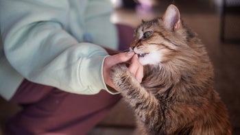 cat: feeding tabby cat a treat 1473480255