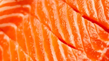 diet-nutrition: closeup salmon filet 2248248212