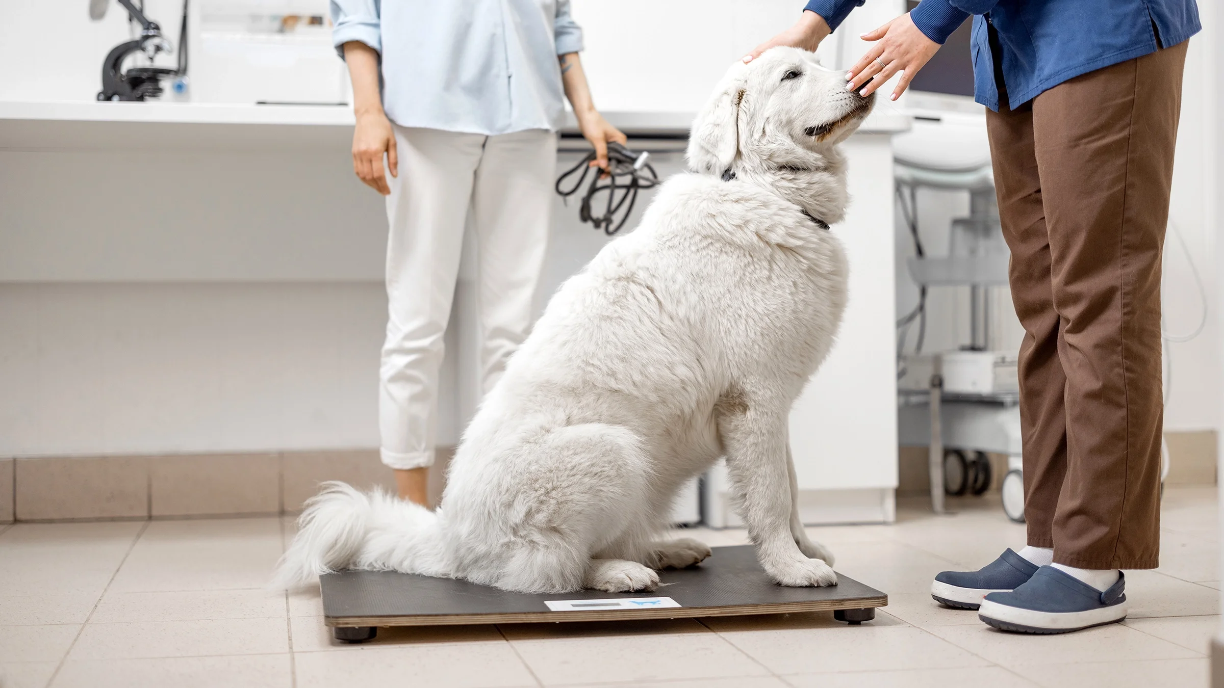 Dog sitting on a veterinarian scale.