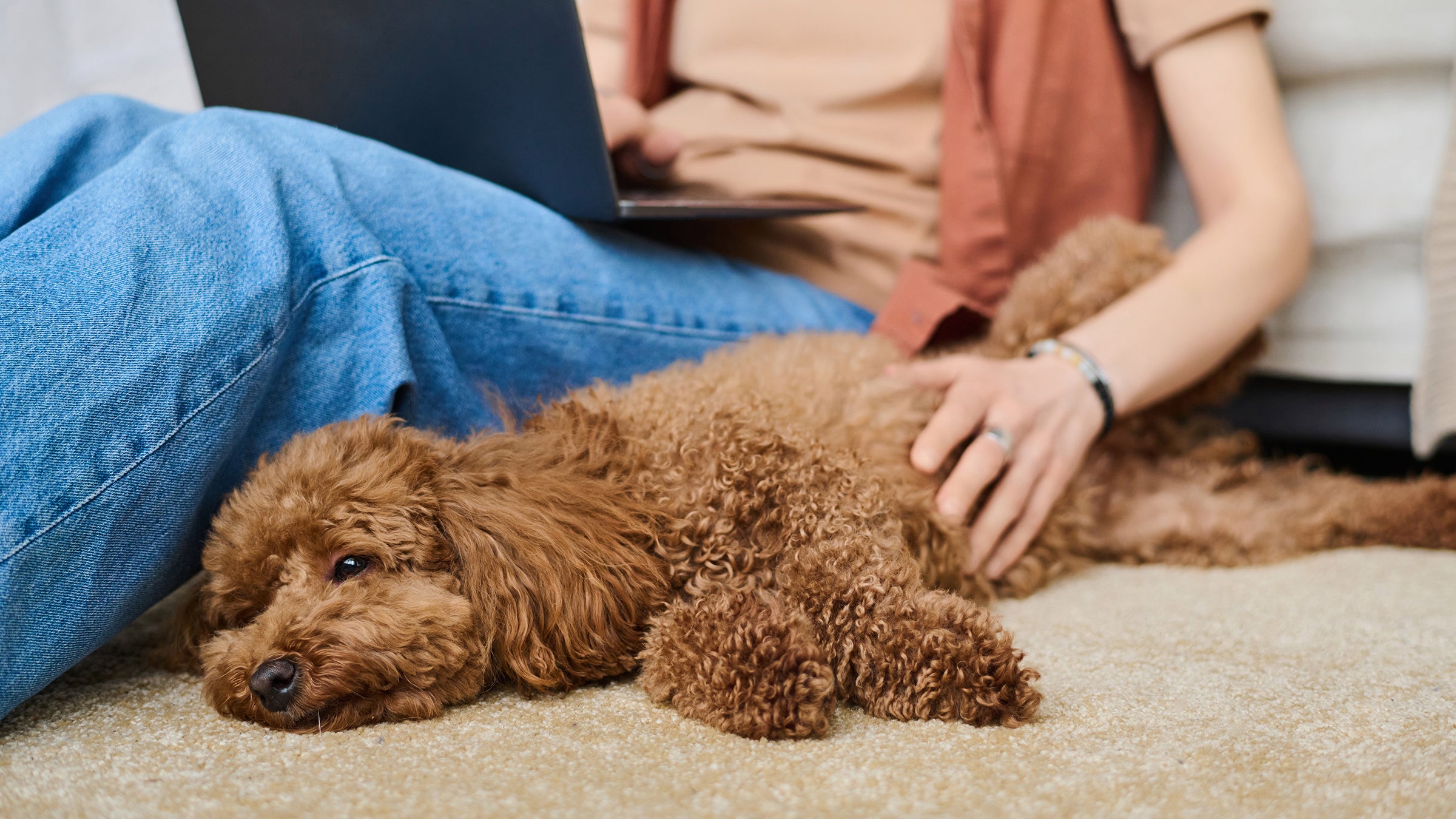 What to Do if Your Dog Eats an Edible GoodRx