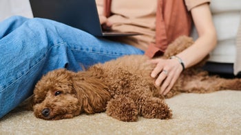 Pet Health: dog resting on floor next to owner 1477761432
