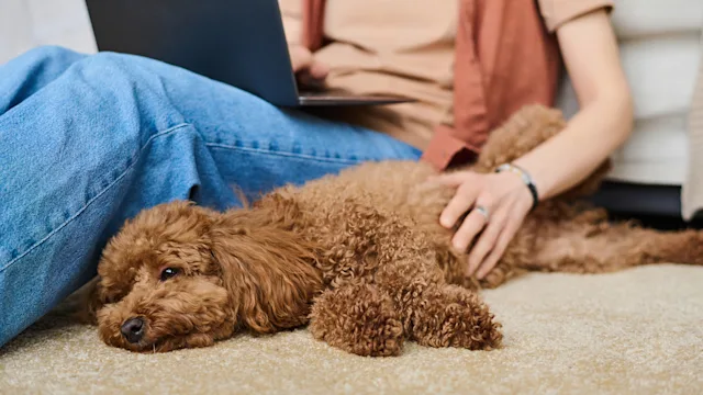 Pet Health: dog resting on floor next to owner 1477761432