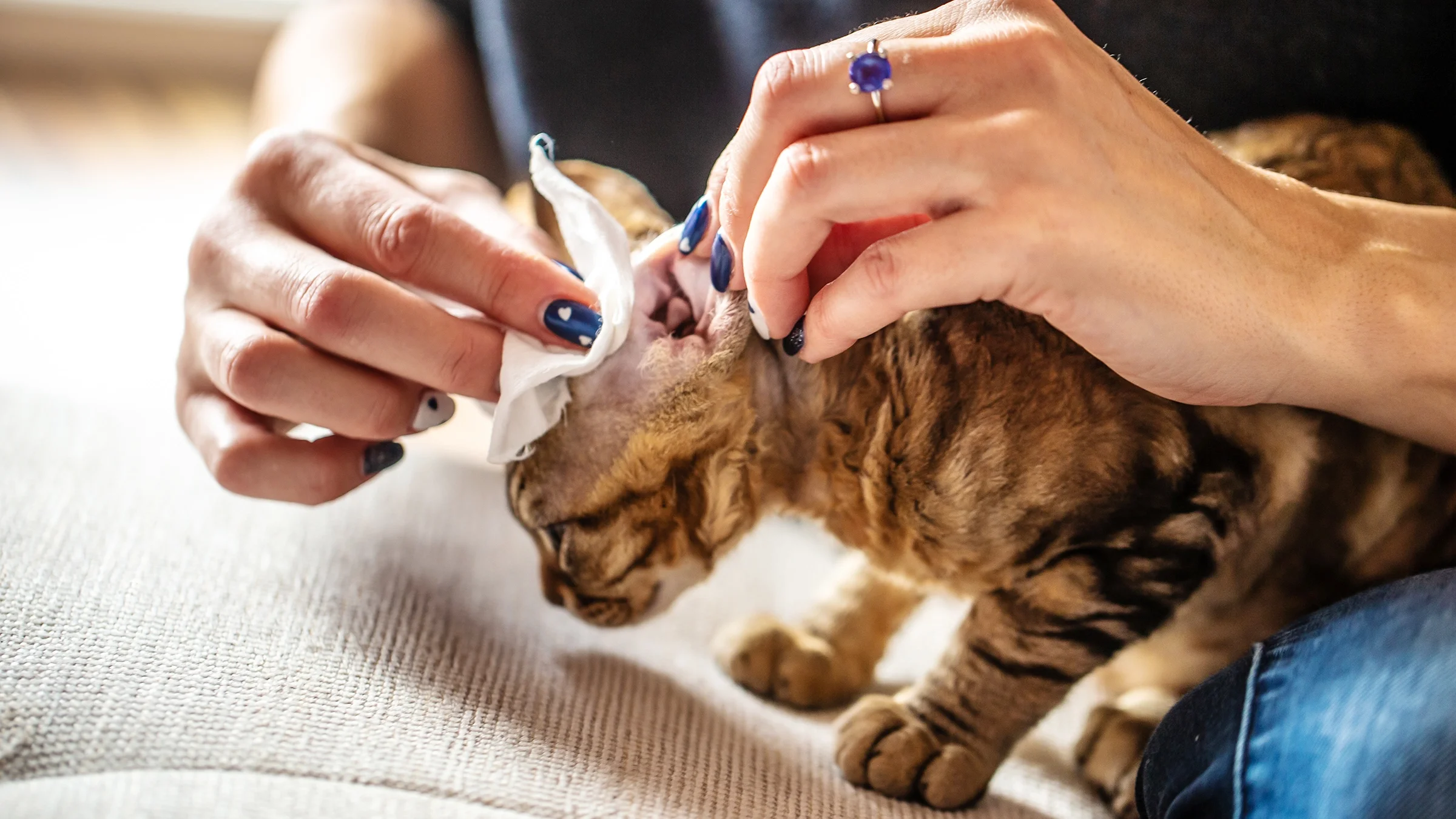 An owner is cleaning their cat’s ears.
