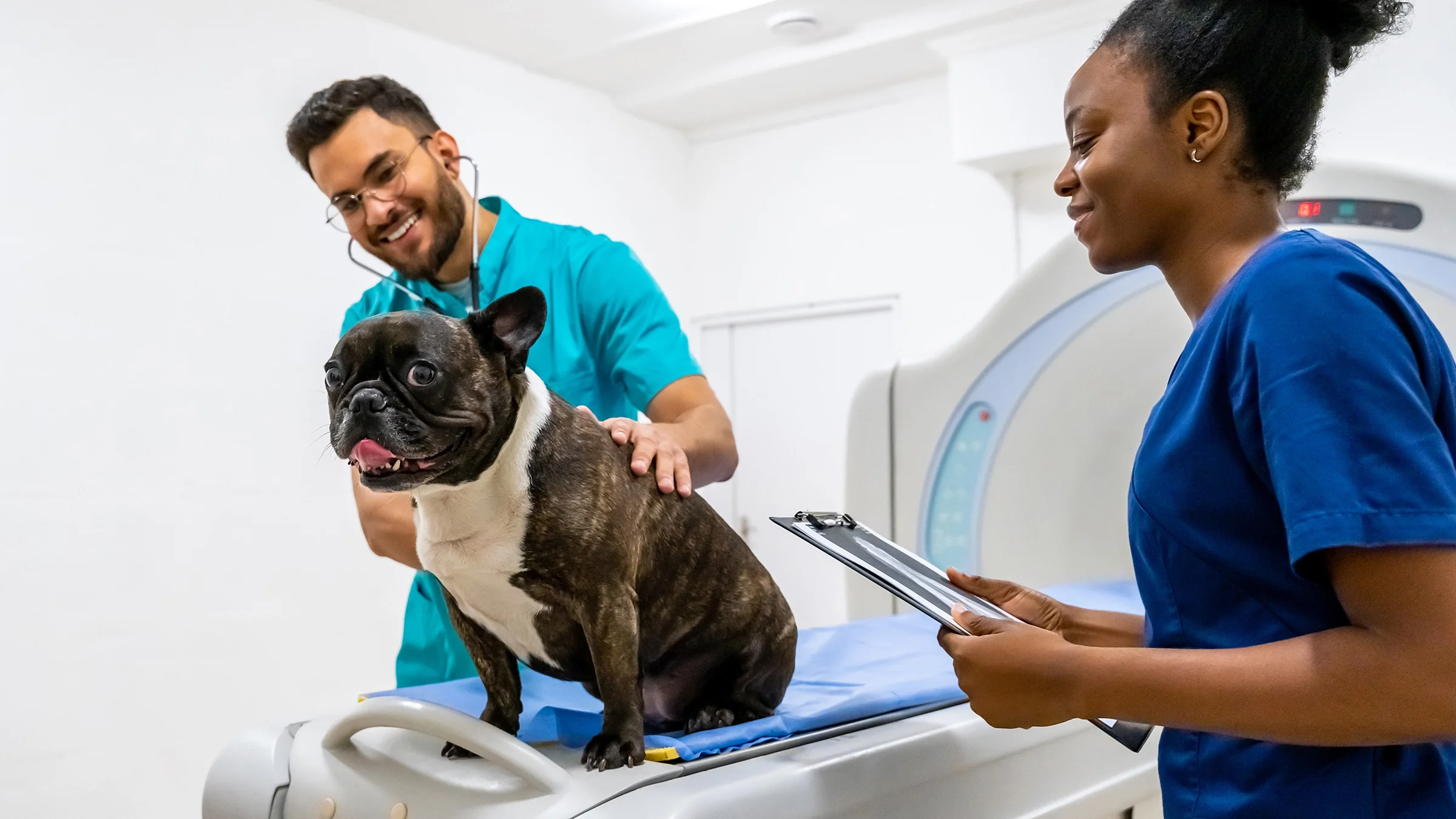 A French bulldog receives an MRI.