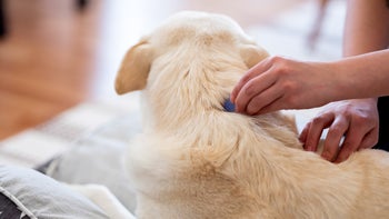 dog: closeup hand putting treatment on dog 1218461559