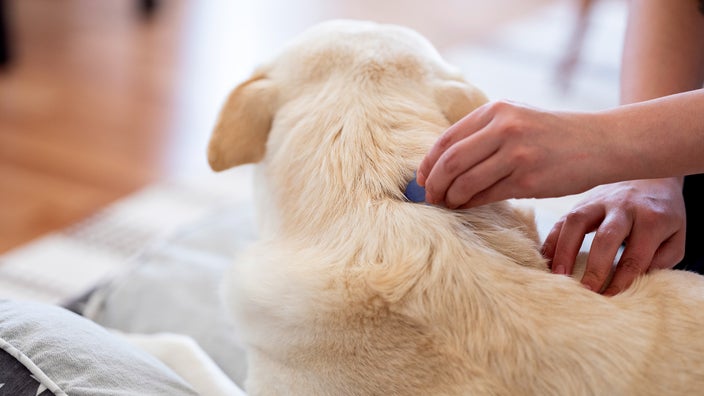 Close-up of hand putting topical medication on dog.