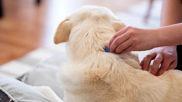 Advantage Multi for Dogs: Keep Parasites at Bay With This Monthly Prevention Medication