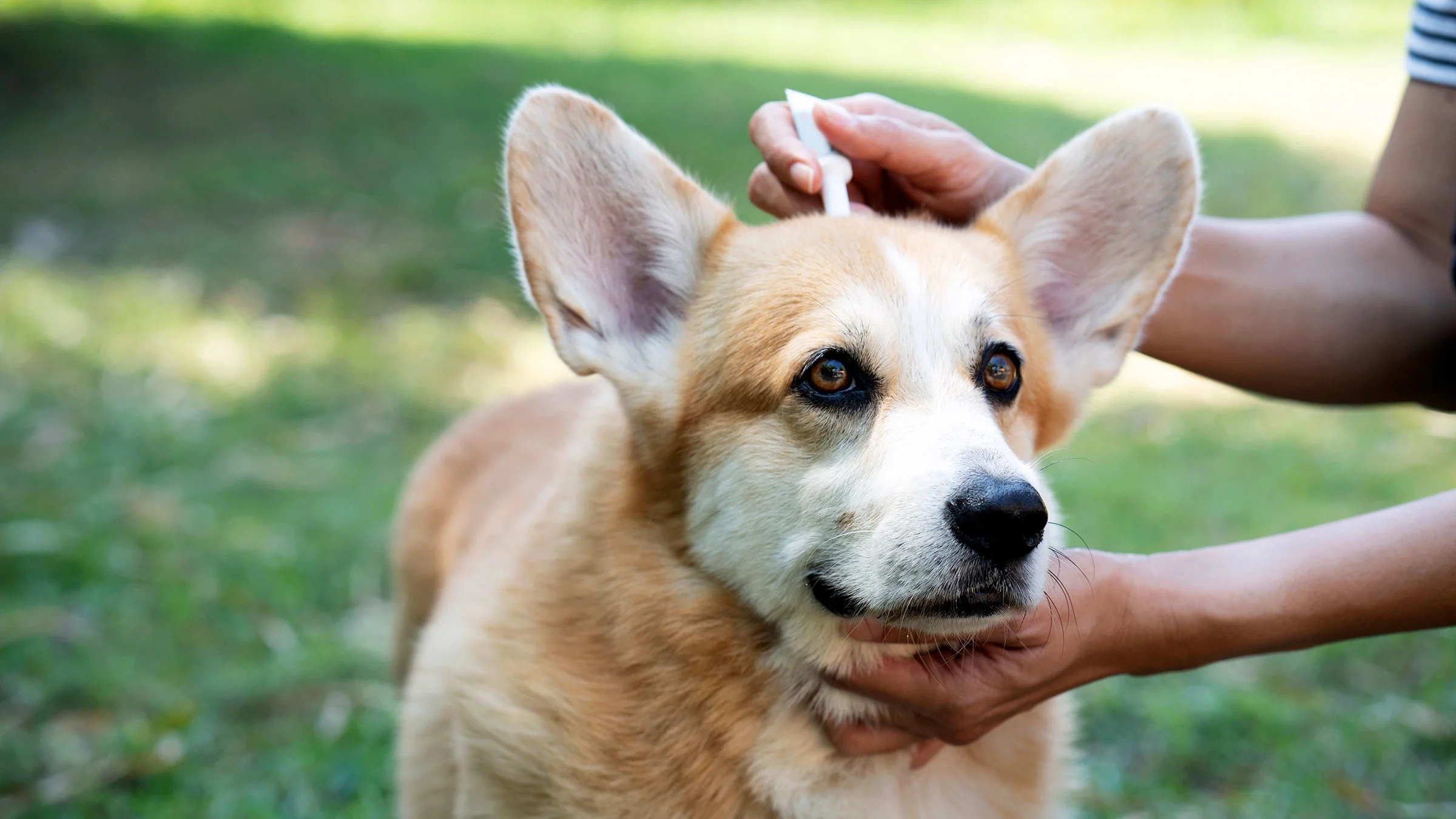 An owner applies tick and flea prevention treatment to her Corgi dog.