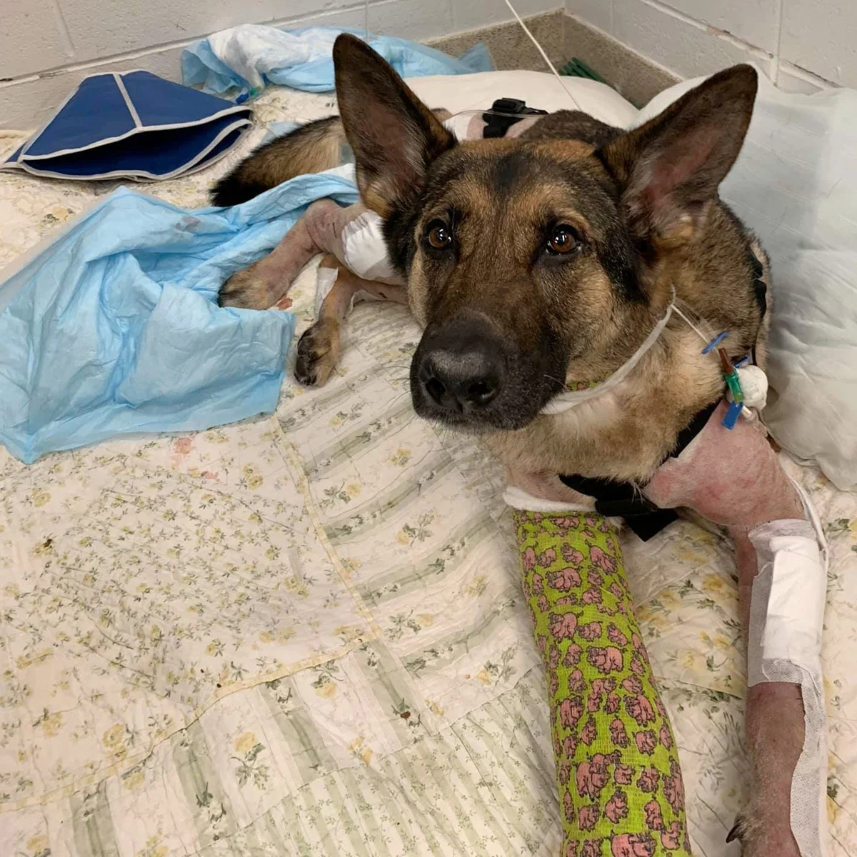 Olivee the German shepherd is pictured with bandages and casts on her legs.