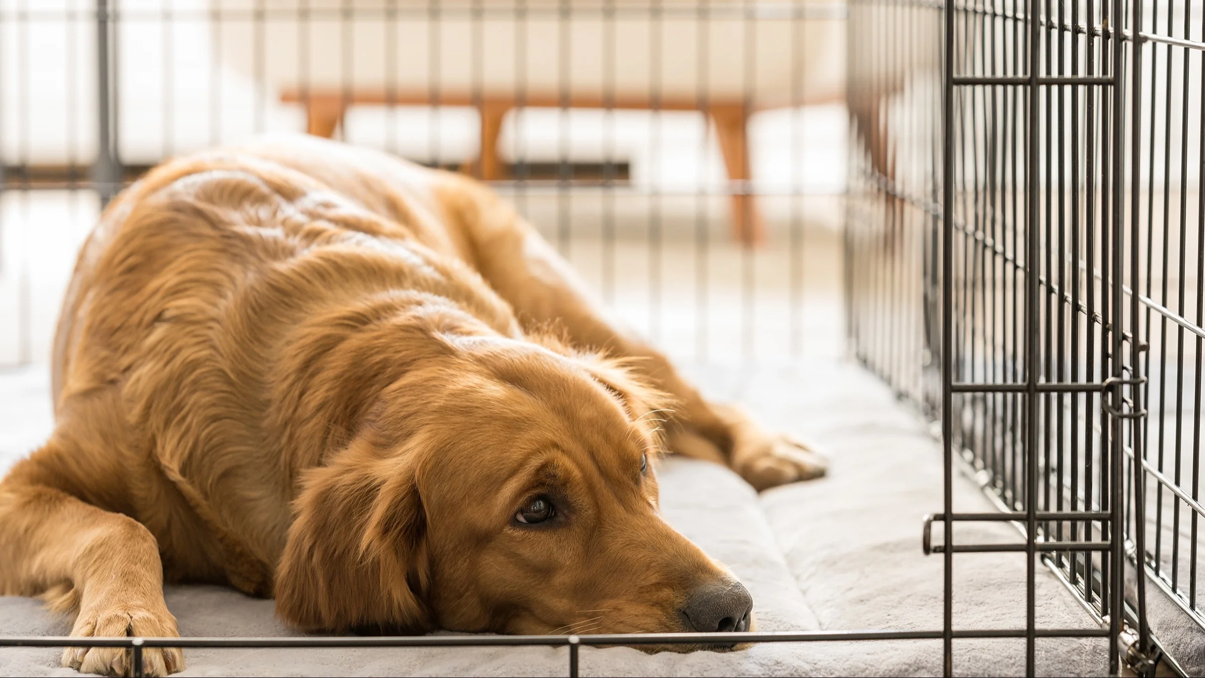 Golden retriever dog lying in her crate with the gate open.
