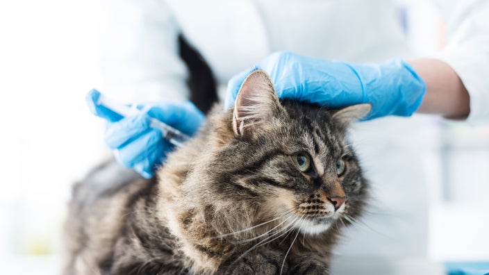 A veterinarian gives an injection to a cat.