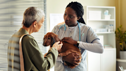 A veterinarian is examining a dachshund and speaking to the dog’s owner in an animal clinic.
SeventyFour/iStock via Getty Images Plus