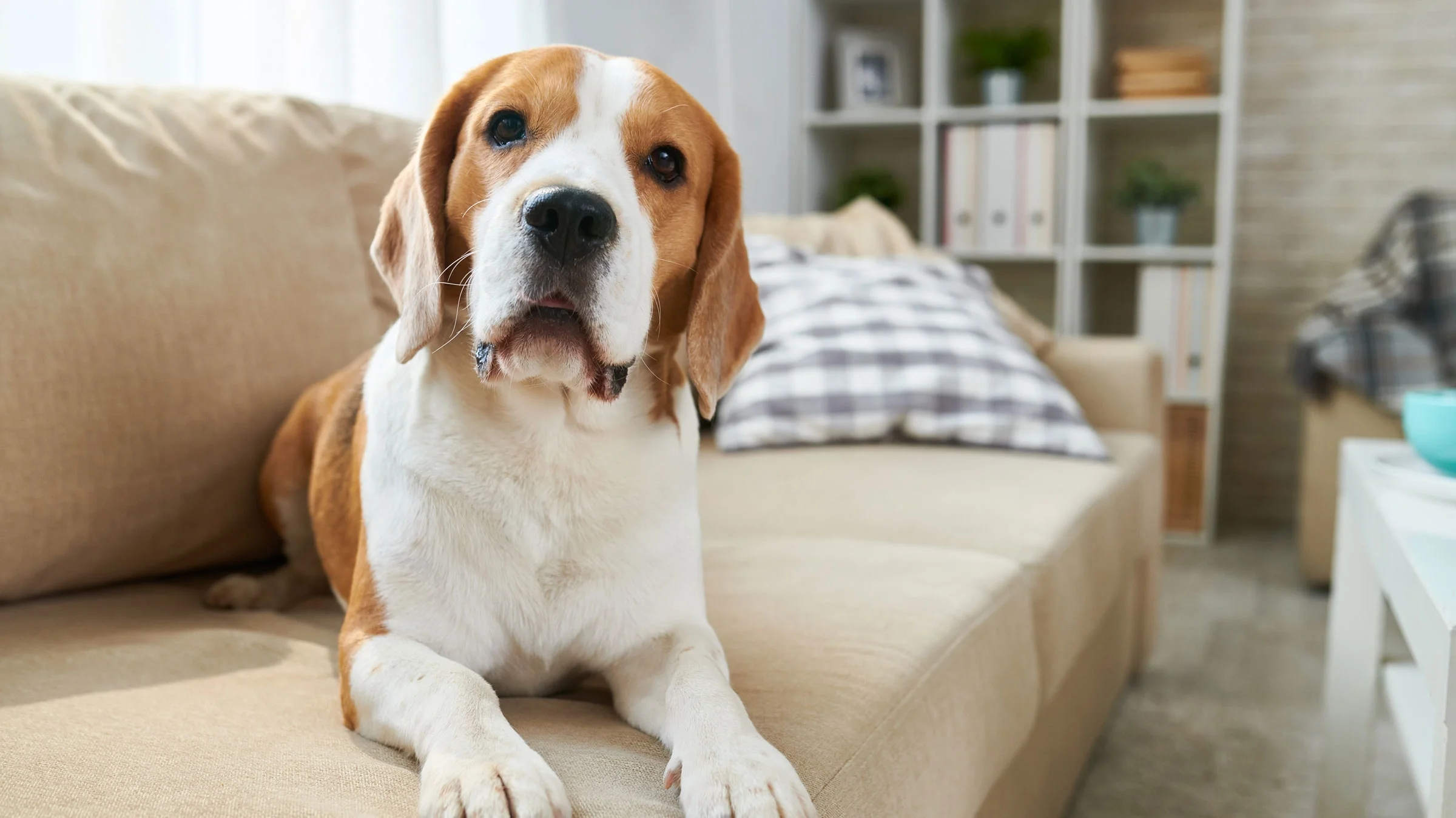 Dog laying on couch.