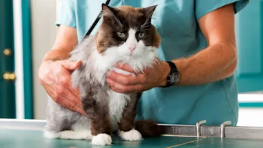 Cat: cat at vet checkup 160098800