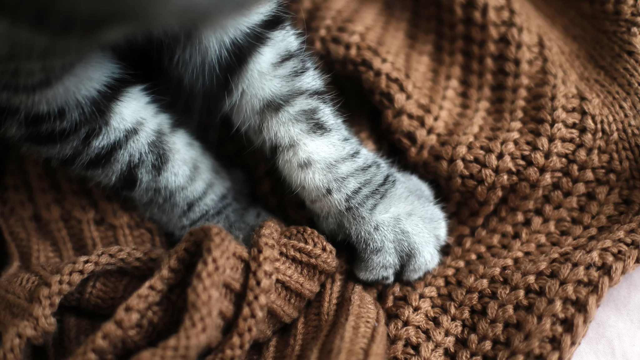 View of Why Do Cats Knead? 5 Reasons for This Feline Behavior - GoodRx