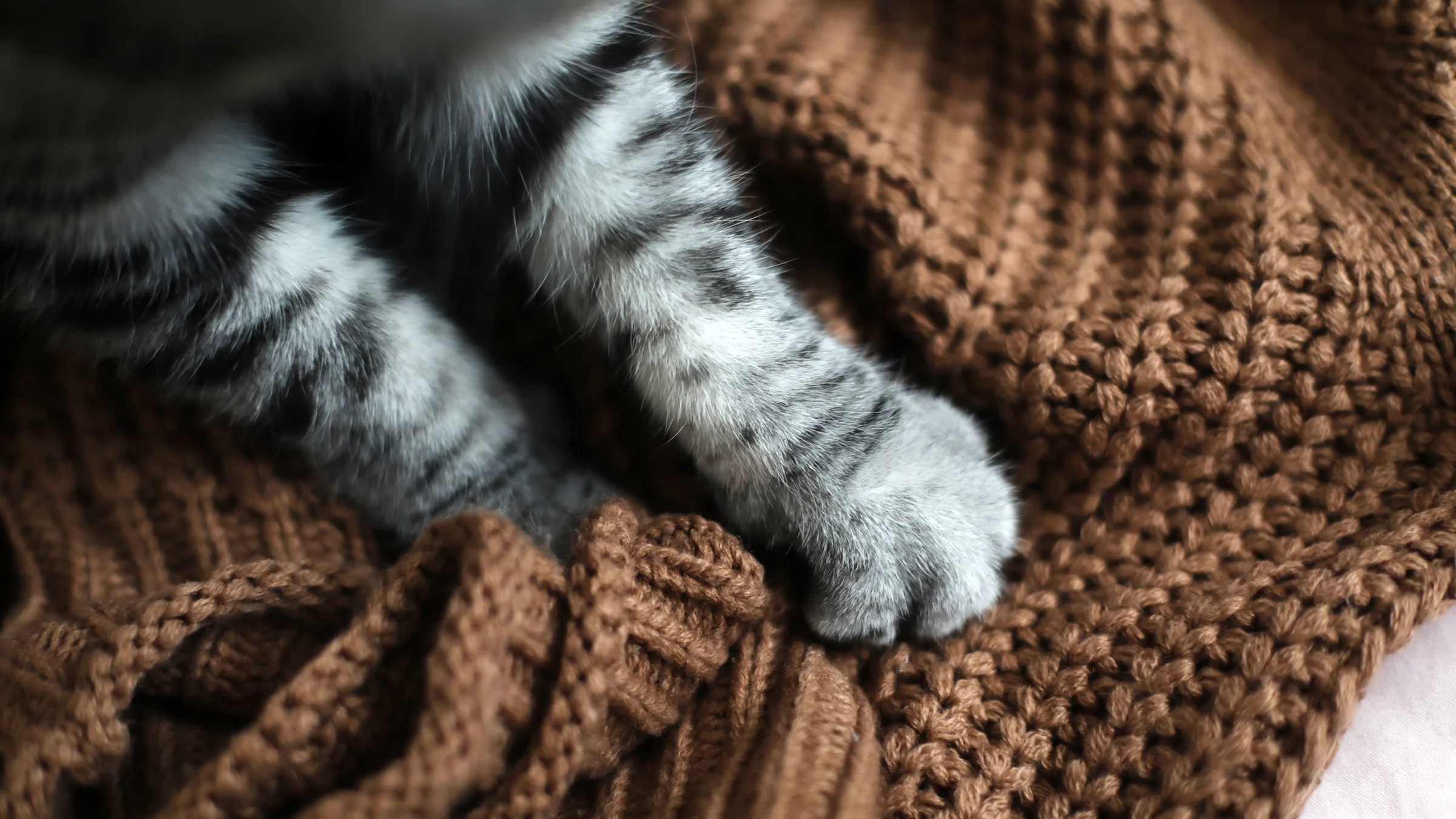 A close-up of a cat’s paws on a brown sweater.