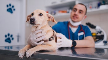 Dog: dog at vet appointment 1490713628