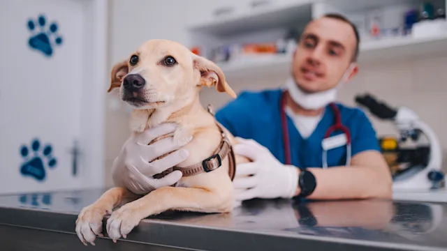 Dog: dog at vet appointment 1490713628