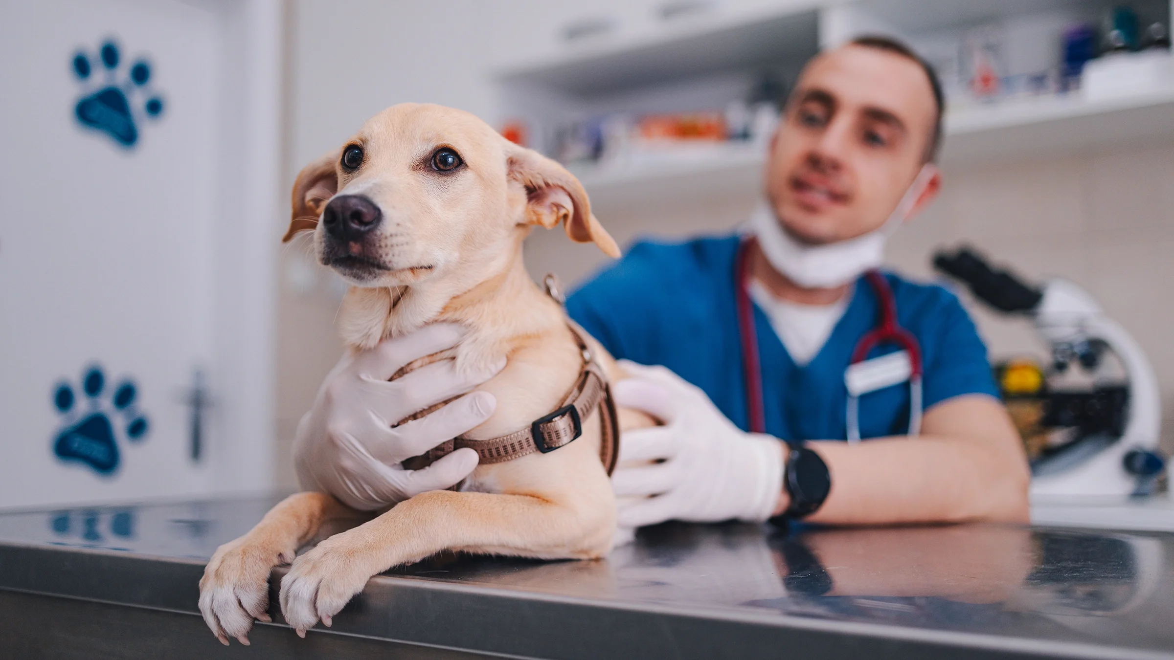 Dog at vet appointment.