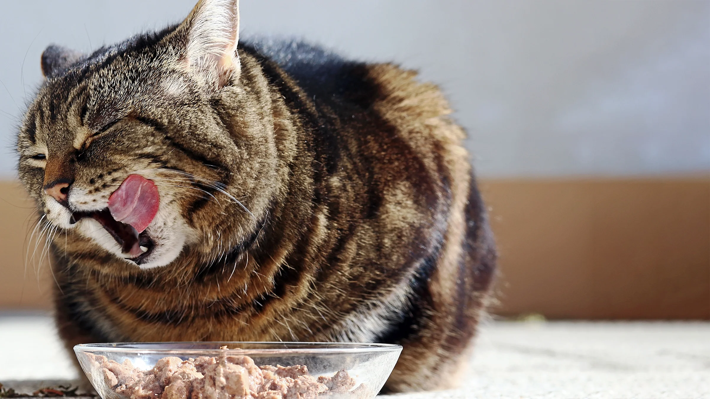 Large cat licking its lips and eating wet food out of a clear bowl.