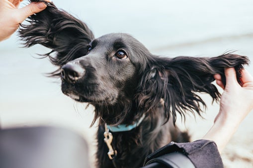 how to use otomax for dogs ears how to use otomax for dogs ears