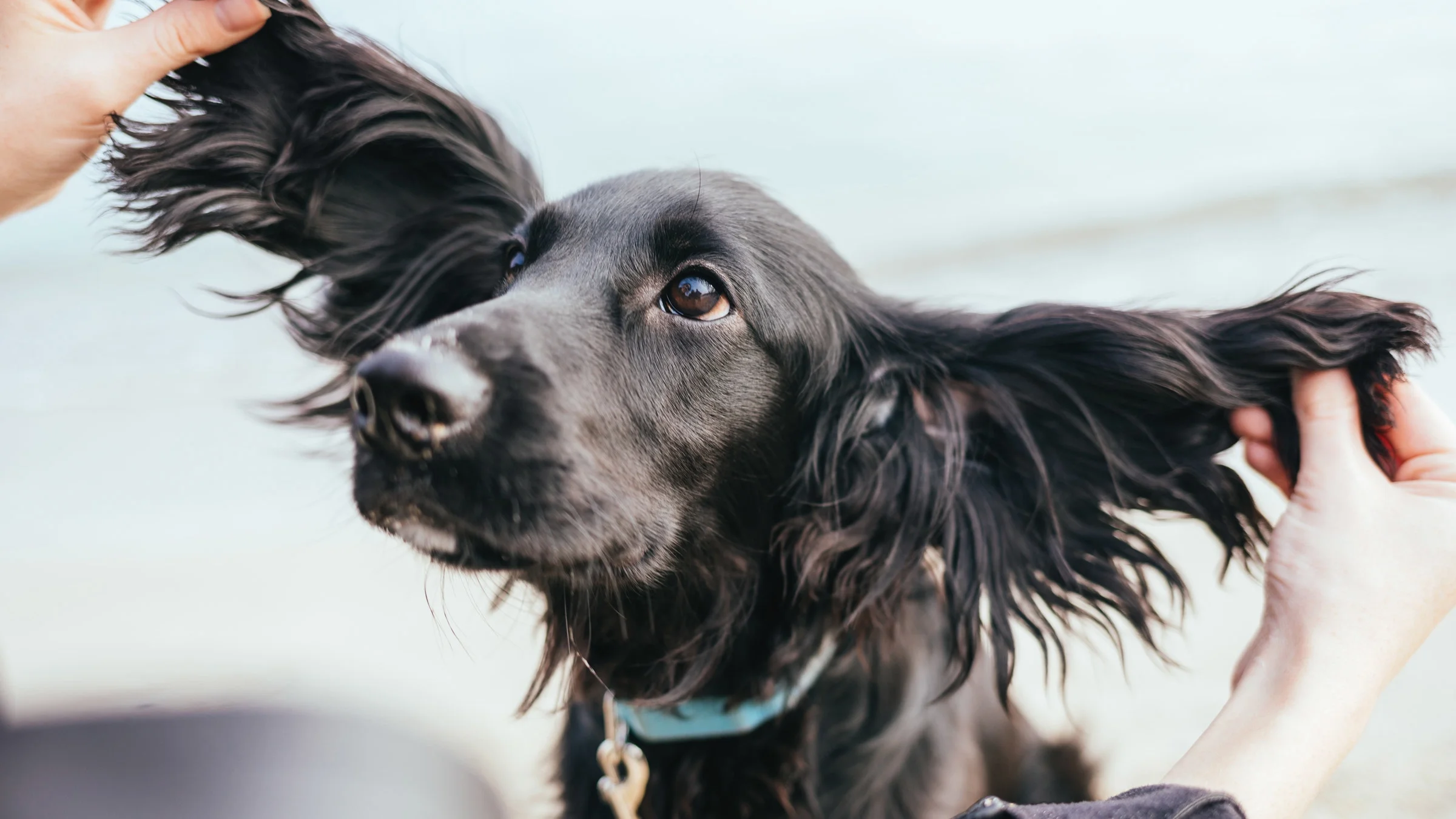 Portrait of a beautiful silky long haired black Spaniel puppy with a person holding out their ears to the sides.