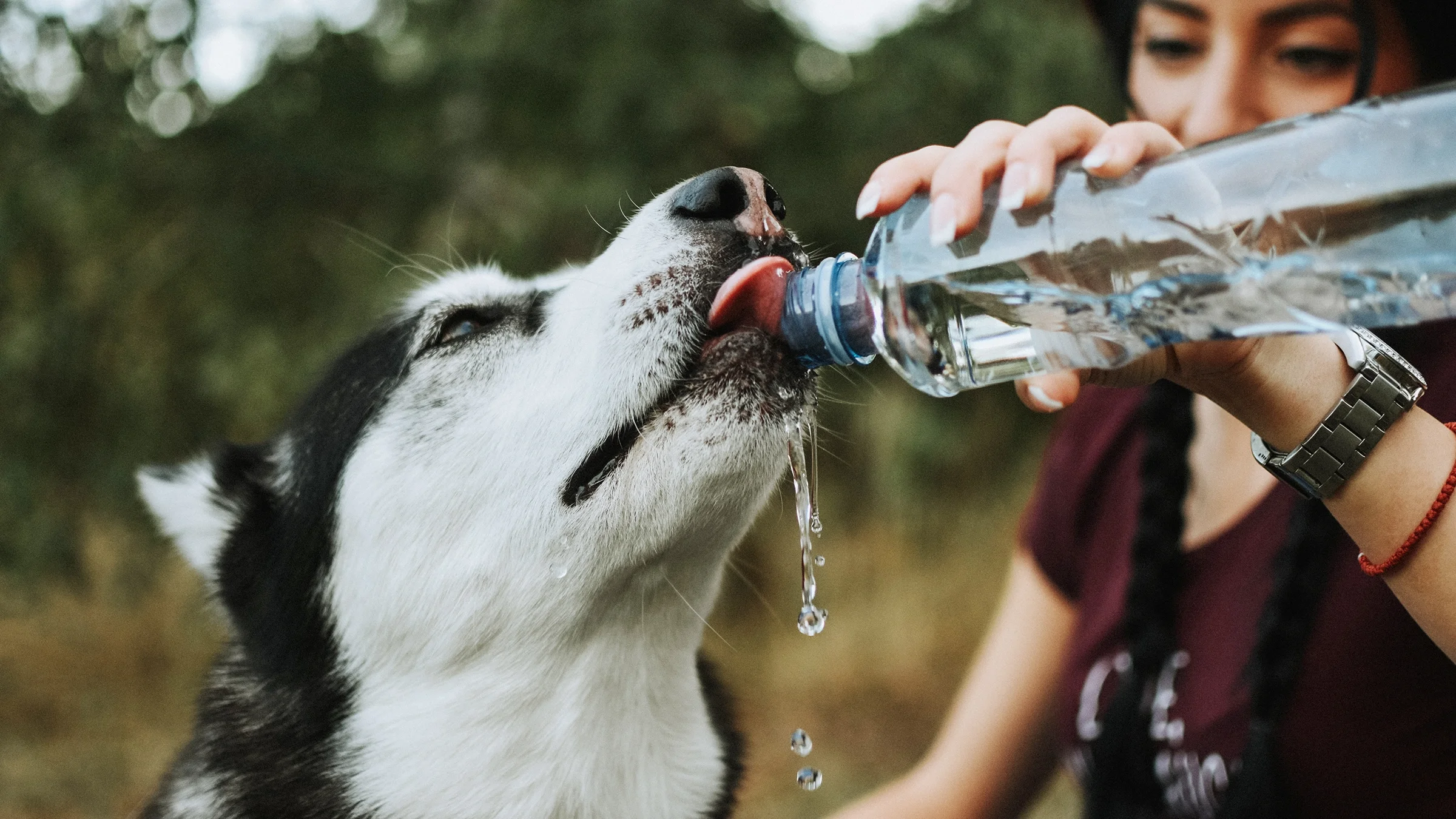 A woman gives a dog water from a plastic water bottle. 