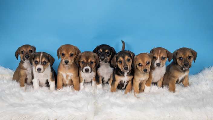Nine of Janelle Percy’s foster puppies are pictured in a row.