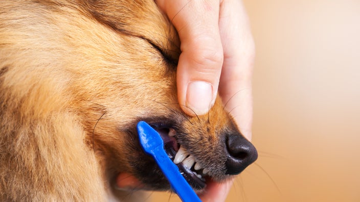 Close-up of a dog’s teeth being brushed.
