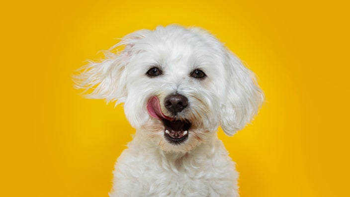 Portrait of a West Highland White Terrier dog licking it's lips on a bright yellow background.
