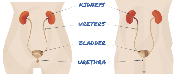 Can You Get a UTI From Having Sex? - GoodRx