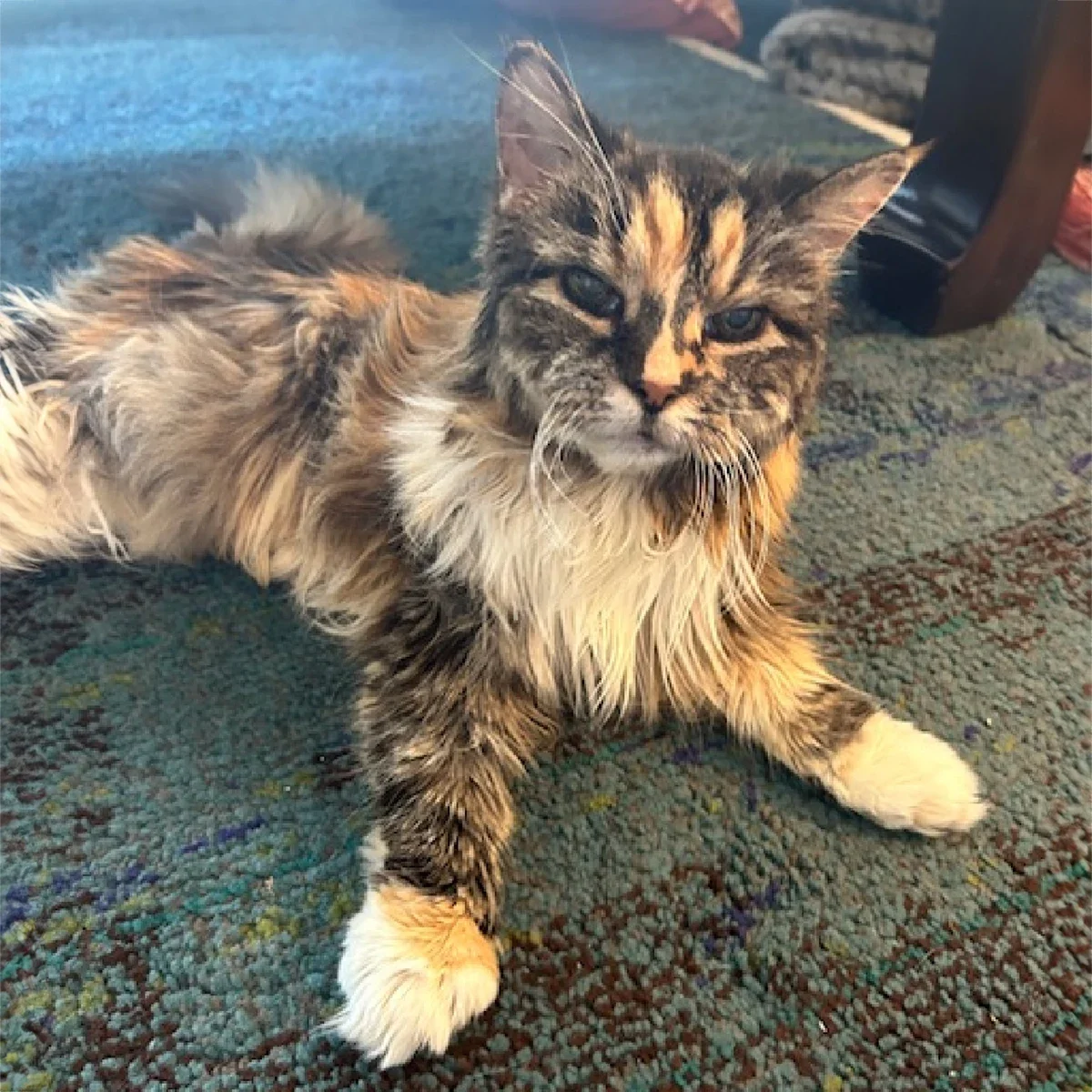 Gracie the cat is pictured.