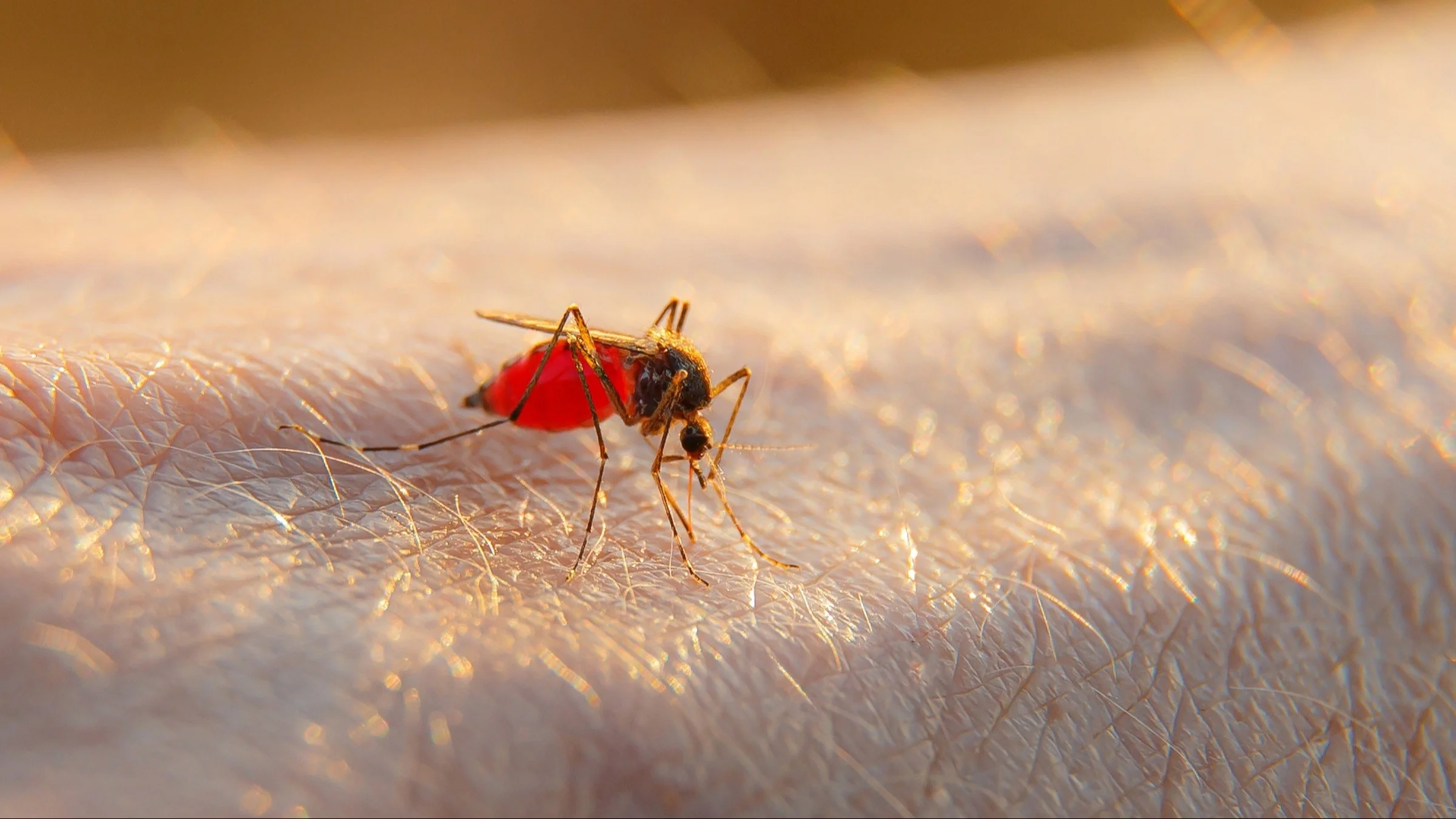 Close-up of mosquito on skin.