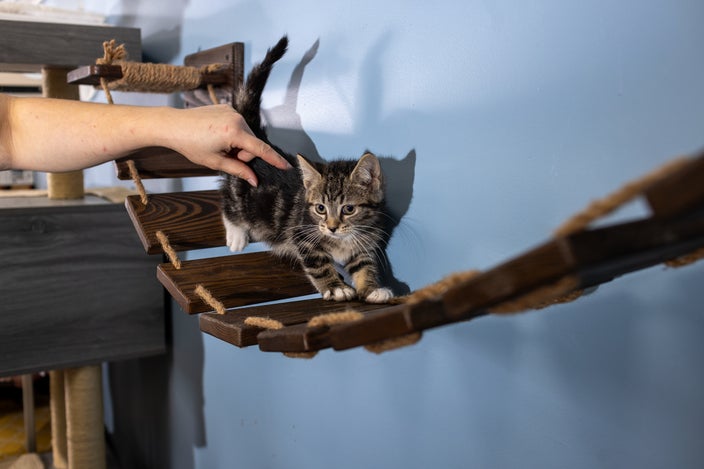 A small tabby kitten walks on a wooden cat bridge inside an animal rescue center. A hand gently reaches out to touch the kitten's back.
