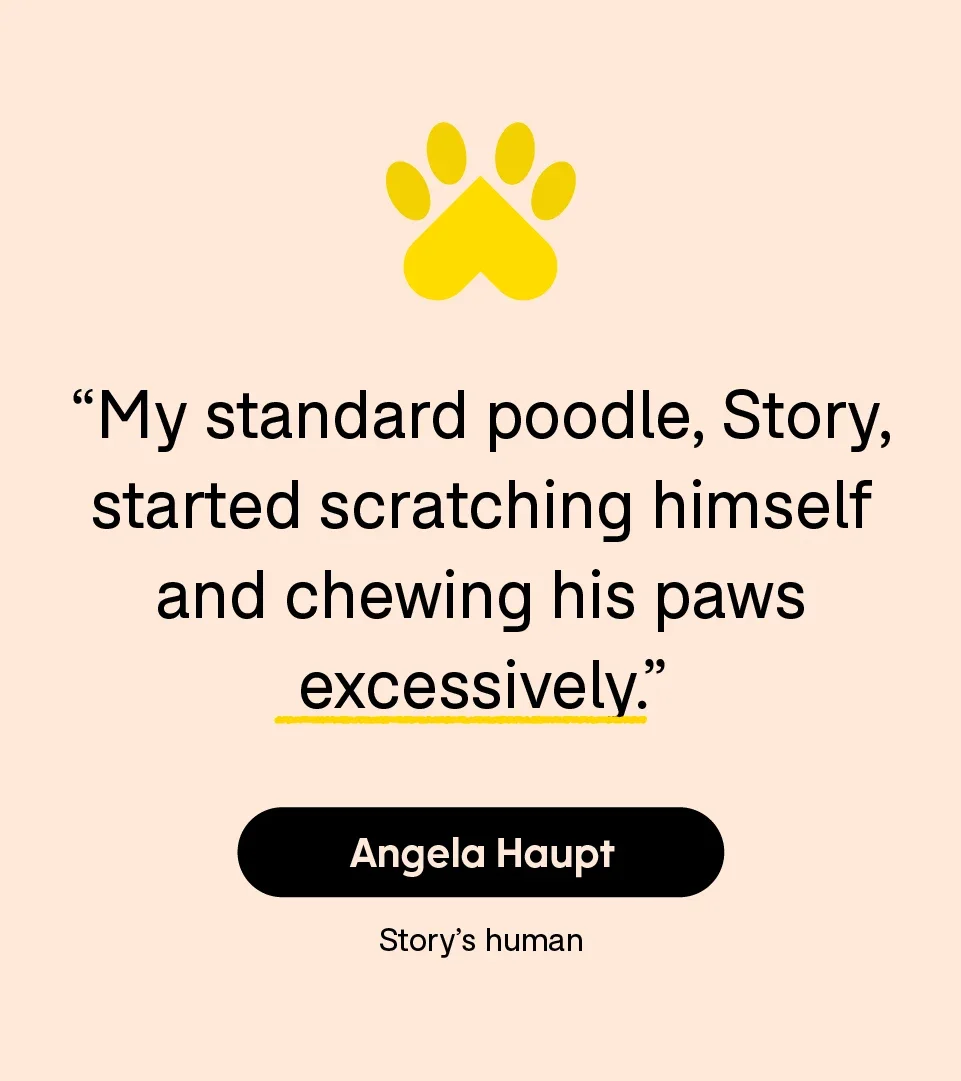 “My standard poodle, Story, started scratching himself and chewing his paws excessively.”